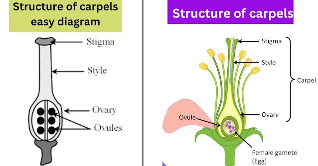Structure of Carpels