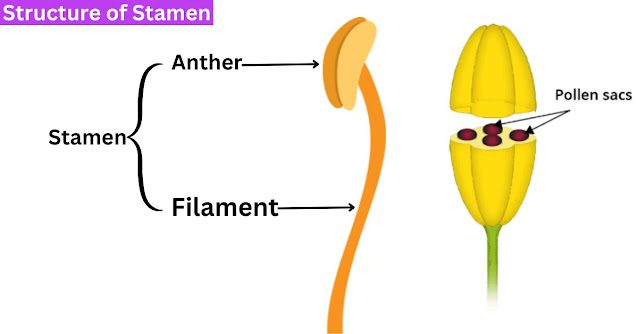 Structure of Stamens