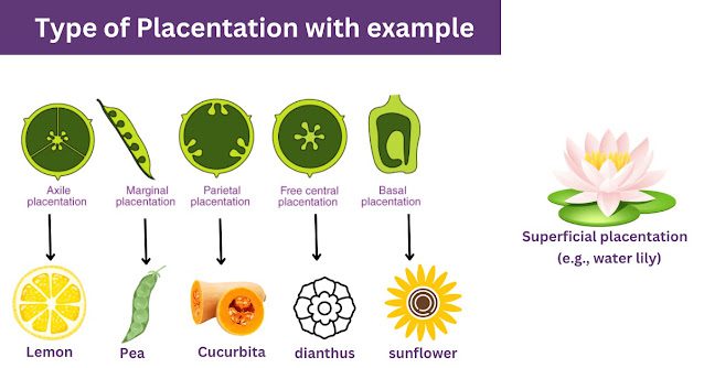 Types of Placentation