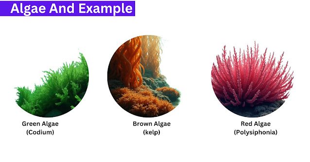 economic importance of algae