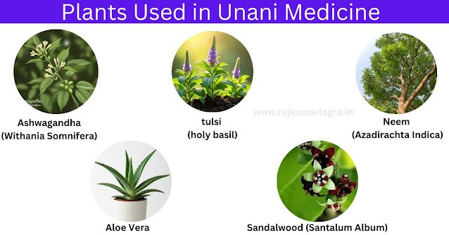 A Detailed Study of Medicinal Plants in Homeopathy and Unani Medicine Systems Unani Medicine Plants