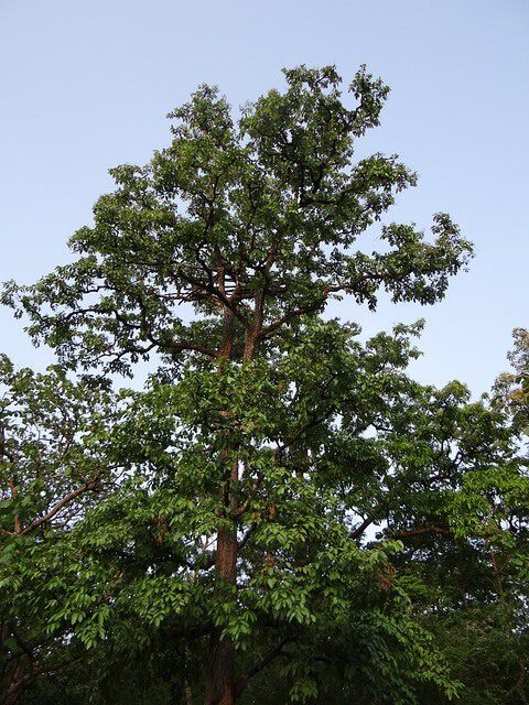 Terminalia arjuna