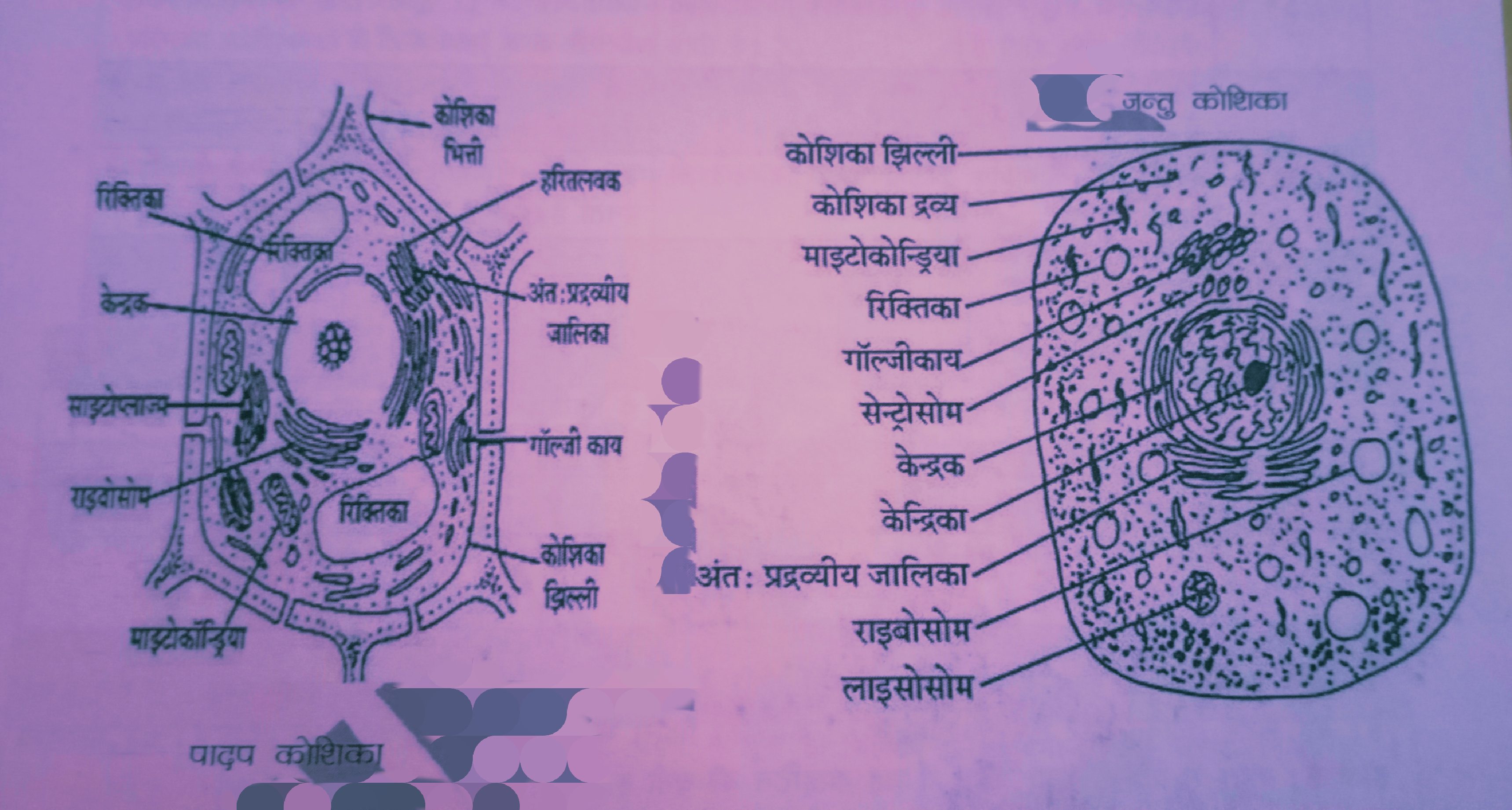 कोशिका एवं कोशिका संरचना