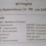 Ranunculaceae