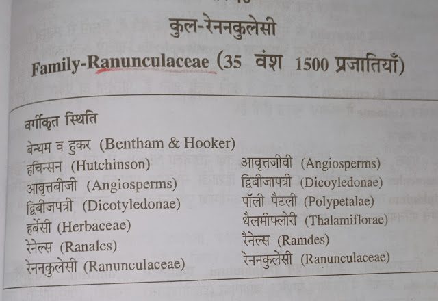 Ranunculaceae(रेनुनकुलस)