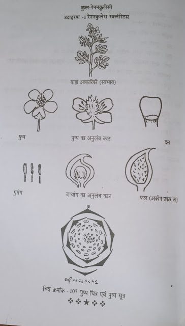 Ranunculaceae(रेनुनकुलस)