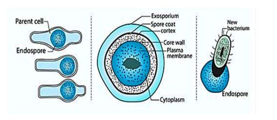 Bacteria (बैक्टेरिया)