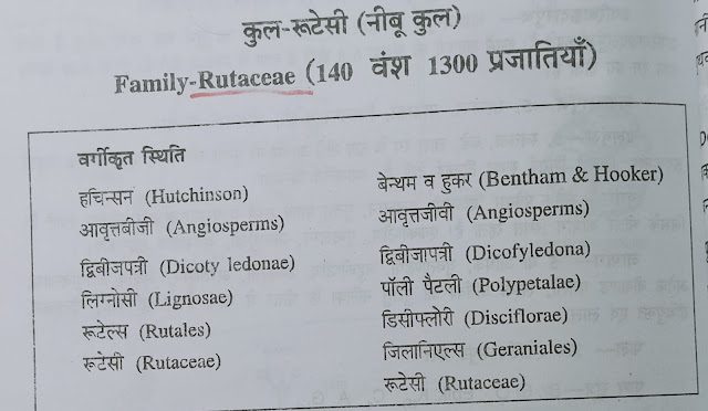 Rutaceae(रूटेसी)