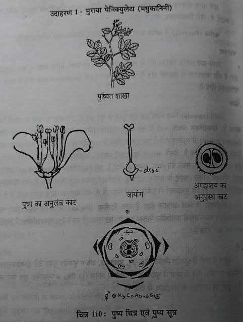 Rutaceae(रूटेसी)