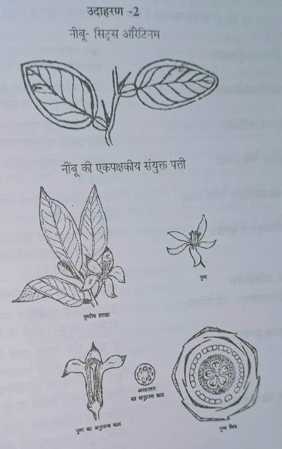 Rutaceae(रूटेसी)