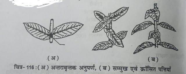 Family -Rubiaceae (कुल - रूबिएसी)