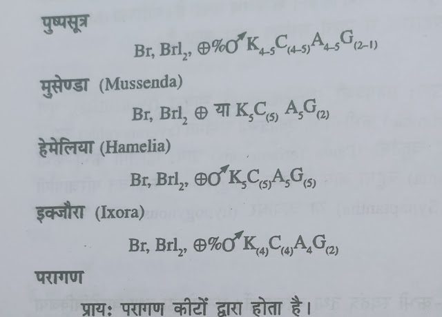 Family -Rubiaceae (कुल - रूबिएसी)