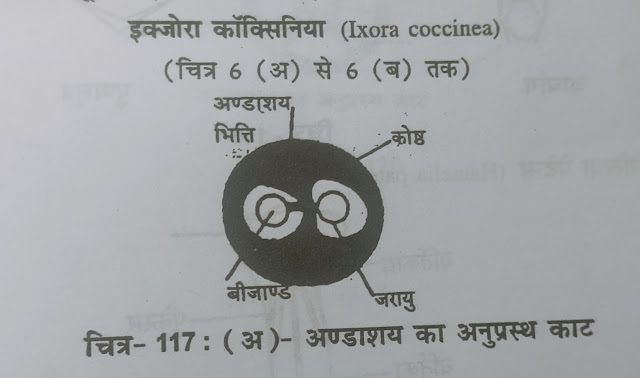 Family -Rubiaceae (कुल - रूबिएसी)
