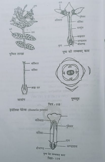 Family -Rubiaceae (कुल - रूबिएसी)