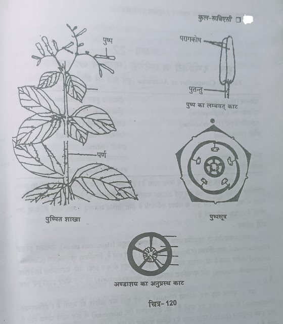 Family -Rubiaceae (कुल - रूबिएसी)