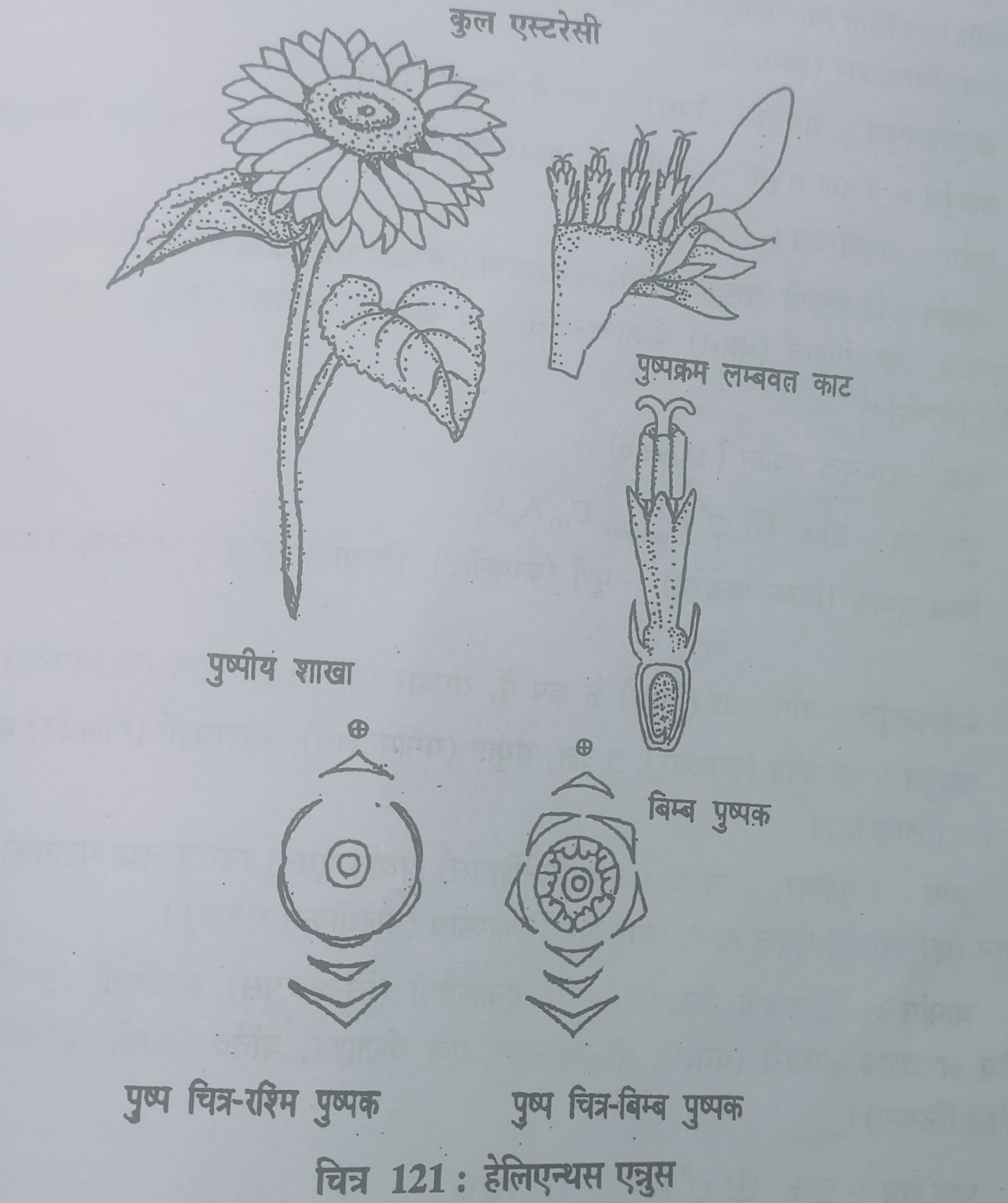 Family -Asteracea or Compositae