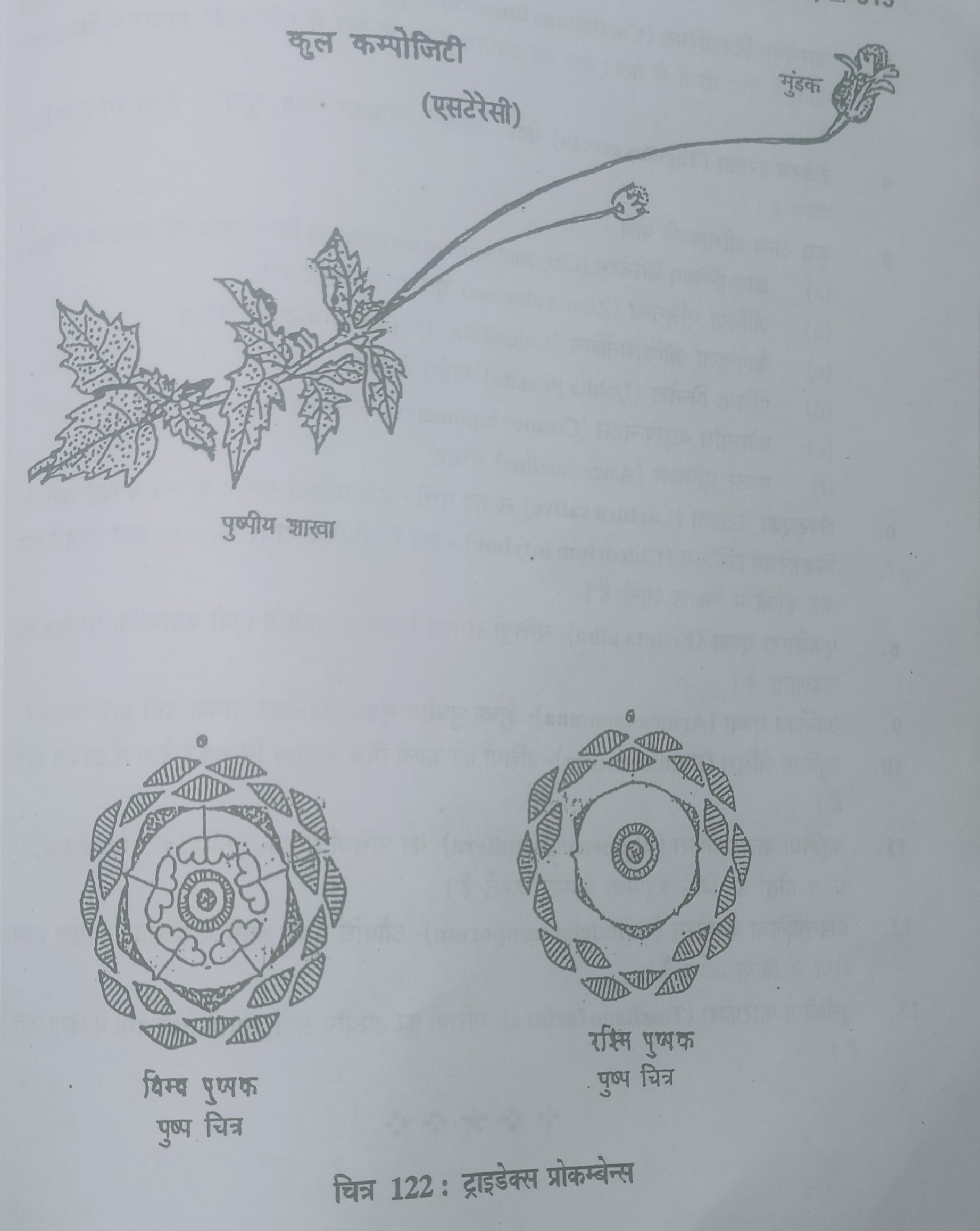 Family -Asteracea or Compositae