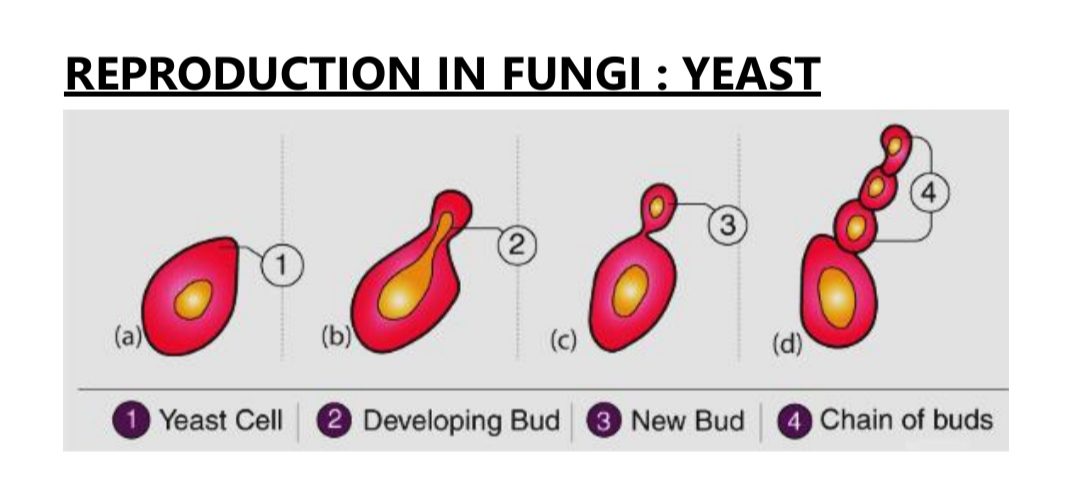 कवक क्या है,( what is fungi)