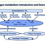 Nitrogen Metabolism