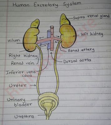 उत्सर्जन तंत्र (Excretory system)