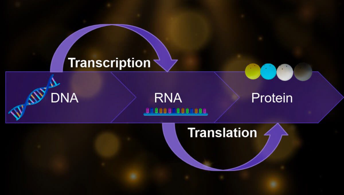 DNA to RNA