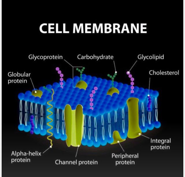 Cell Membrane Structure