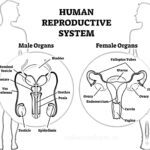 Human Reproductive System