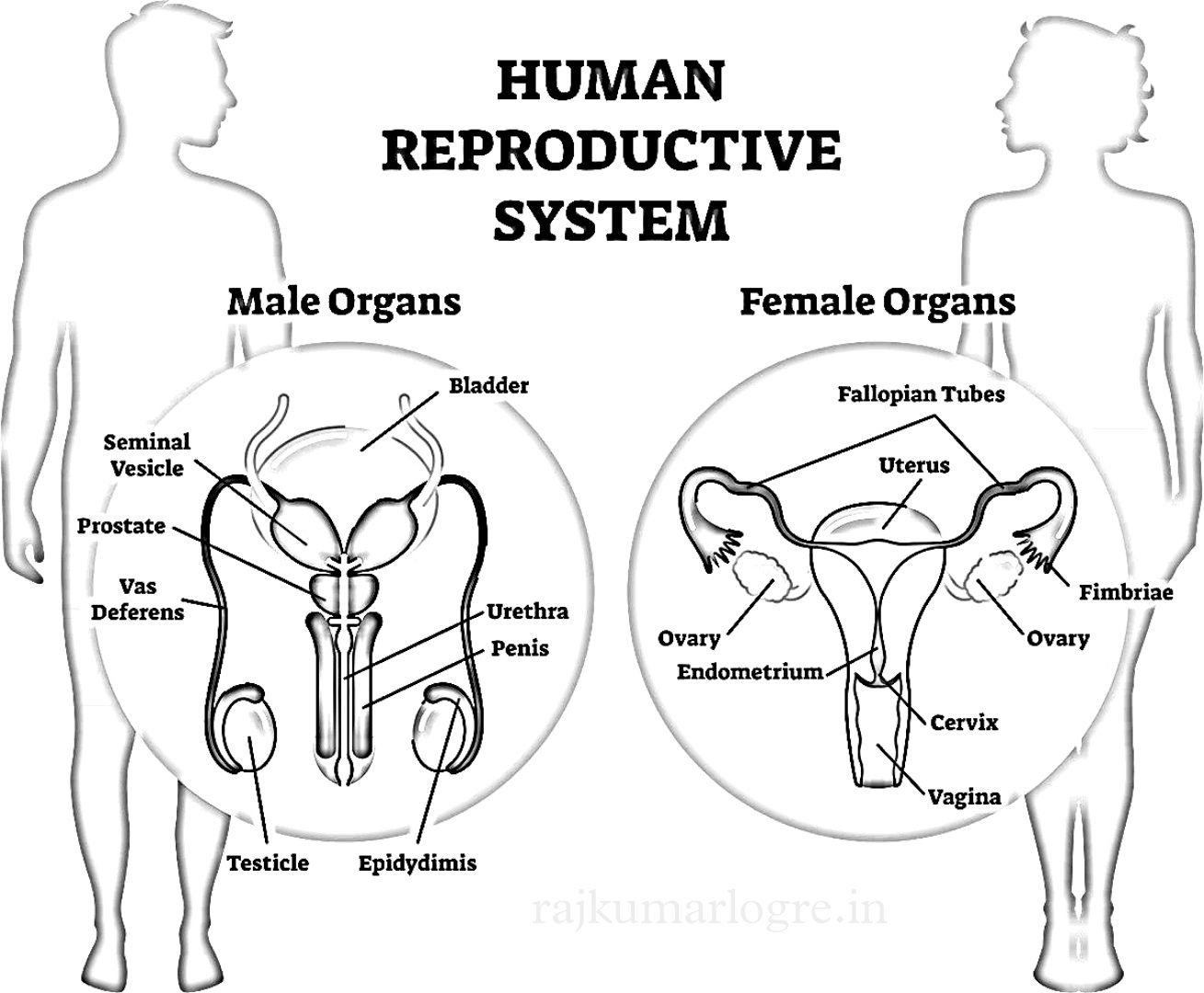 Human Reproduction 1 Human Reproduction