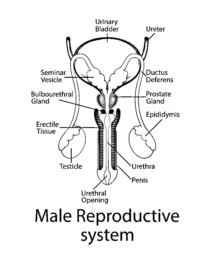Male Reproductive System