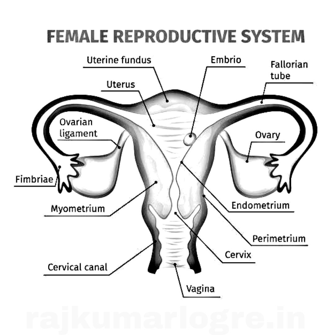 Female Reproductive system