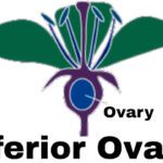 Inferior Ovary