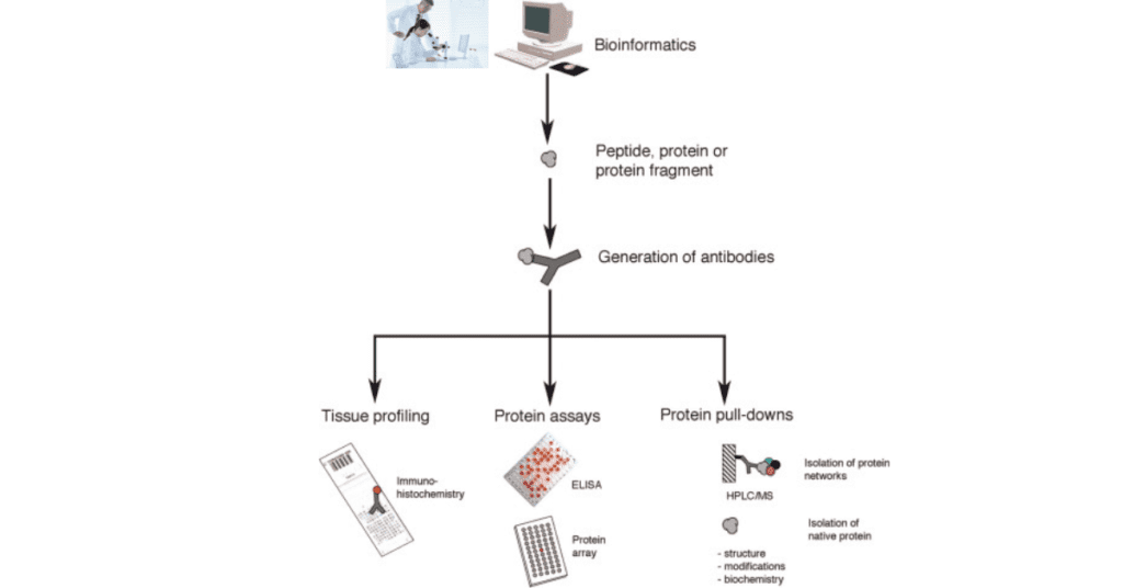 Protein Profiling