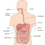 Human digestive system