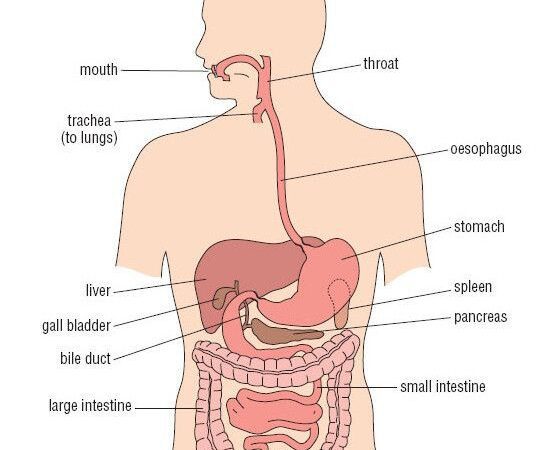 मानव पाचन तंत्र (Human digestive system)