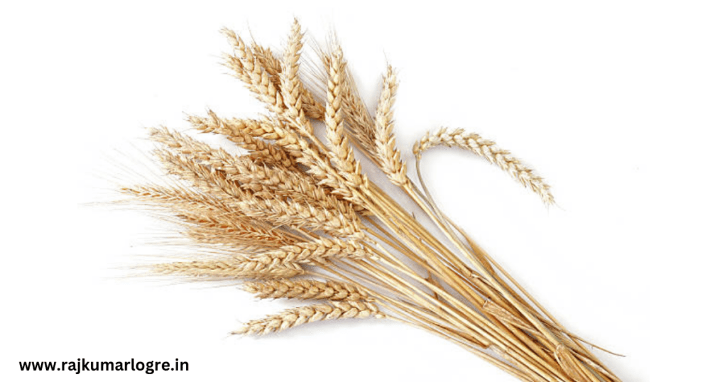 Wheat