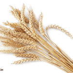 Wheat