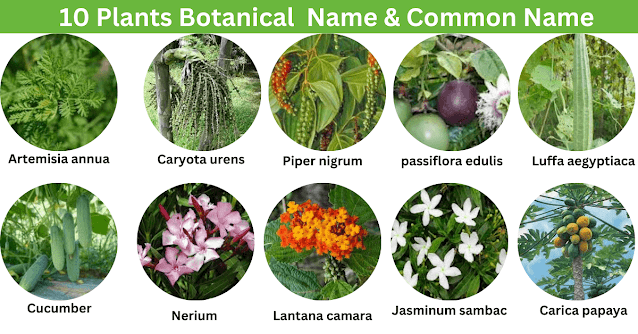 Top botanical plants & Family Name