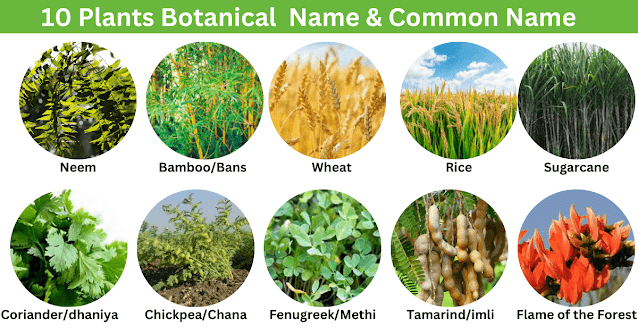 Top 50 Botanical Plants 