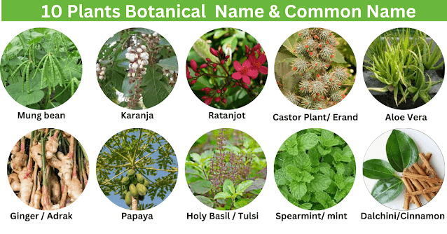 Top 50 Botanical Plants 