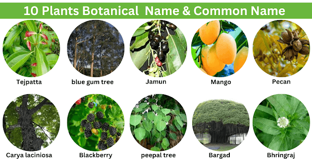 Top  botanical plants & Family Name