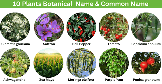 Top  botanical plants & Family Name