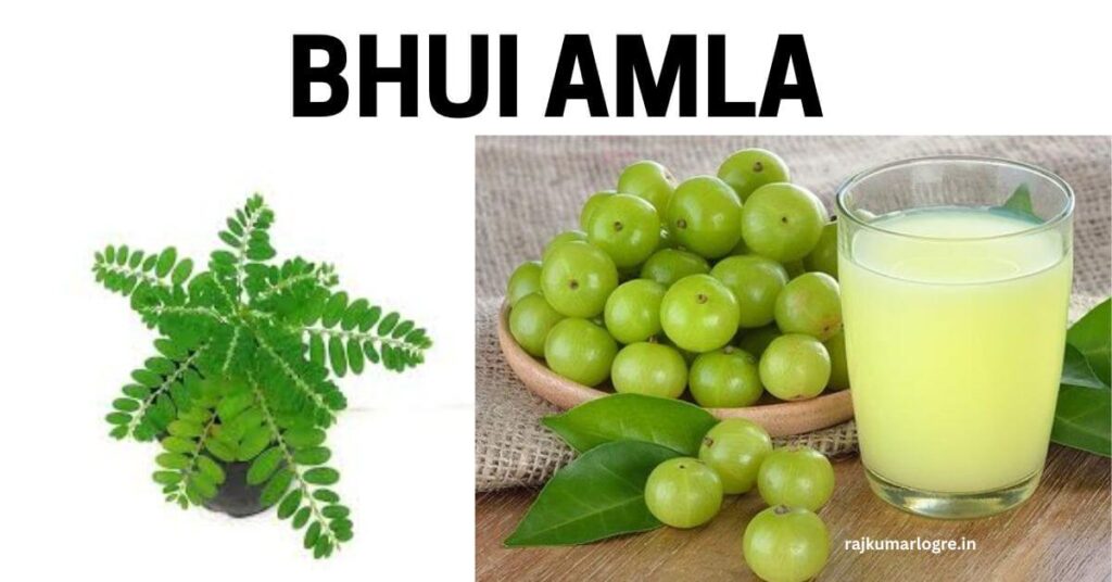 12 Powerful Ayurvedic Herbs to Treat Jaundice and Improve Liver Function 3 12 Powerful Ayurvedic Herbs to Treat Jaundice and Improve Liver Function