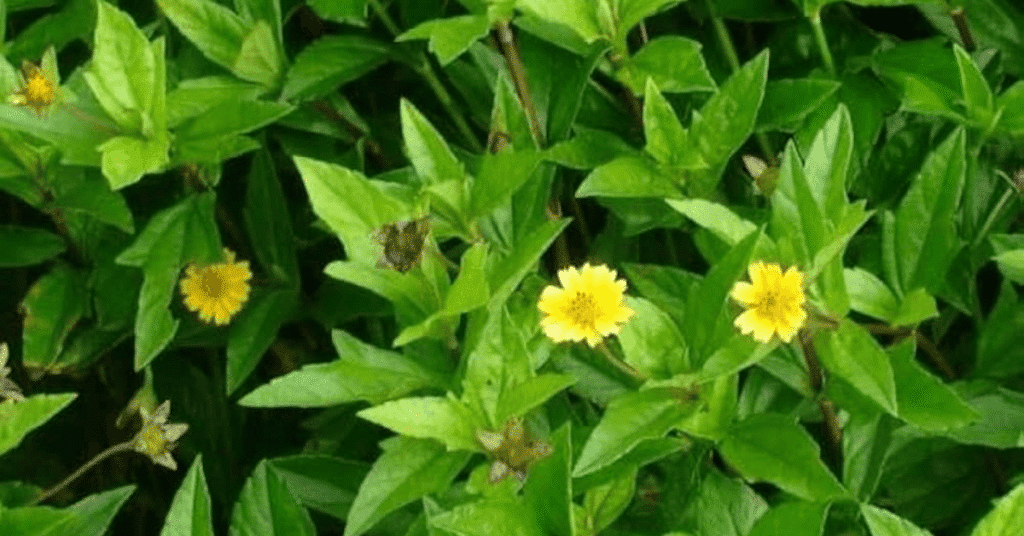 12 Powerful Medicinal Plants for Treating Skin Diseases Naturally | Herbal Remedies for Healthy Skin 5 12 Powerful Medicinal Plants for Treating Skin Diseases Naturally | Herbal Remedies for Healthy Skin