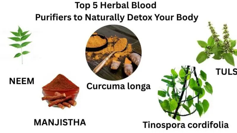 Top 5 Herbal Blood Purifiers to Naturally Detox Your Body