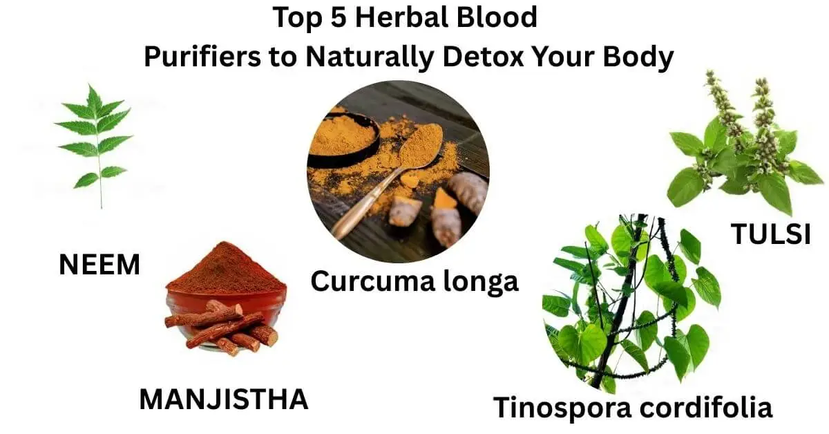Top 5 Herbal Blood Purifiers to Naturally Detox Your Body 1 Top 5 Herbal Blood Purifiers to Naturally Detox Your Body