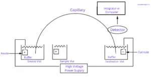 Capillary Electrophoresis