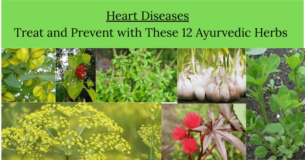 Heart Diseases - Treat and Prevent with These 12 Ayurvedic Herbs 2 Heart Diseases