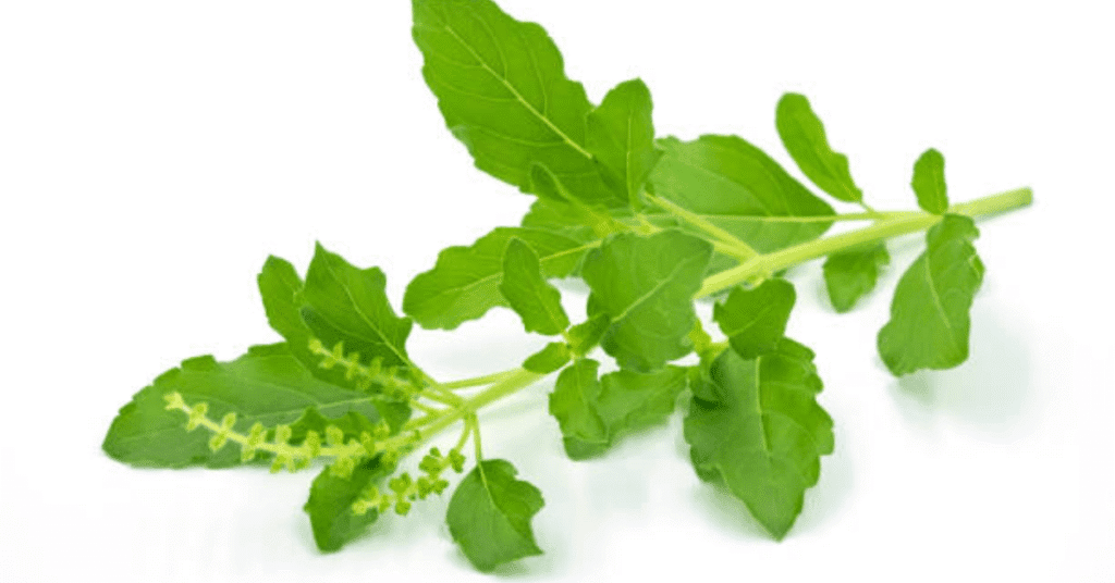 Heart Diseases - Treat and Prevent with These 12 Ayurvedic Herbs 4 Ocimum Sanctum