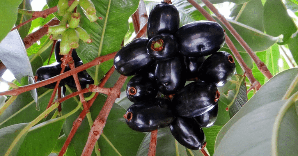 Heart Diseases - Treat and Prevent with These 12 Ayurvedic Herbs 7 Heart Diseases - Treat and Prevent with These 12 Ayurvedic Herbs