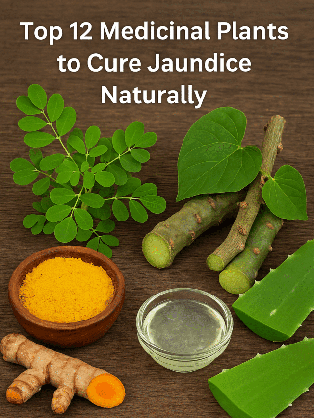 12 Powerful Ayurvedic Herbs to Treat Jaundice and Improve Liver Function